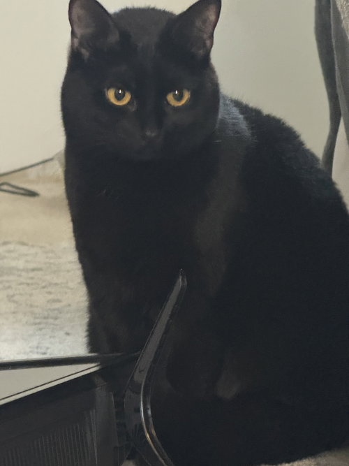Alaina (must be adopted with L’alin), an adoptable Domestic Short Hair in Walled Lake, MI