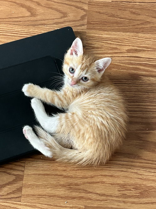 Cheez-it (must be adopted with Goldfish), an adoptable Domestic Short Hair in Walled Lake, MI