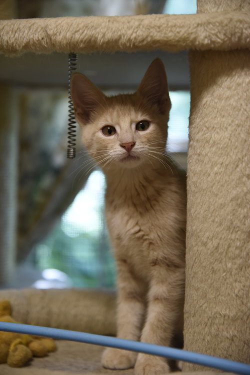 Derby, an adoptable Domestic Short Hair in Walled Lake, MI