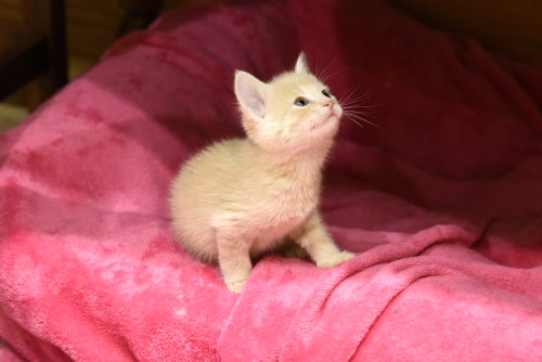 Beret, an adoptable Domestic Short Hair in Walled Lake, MI