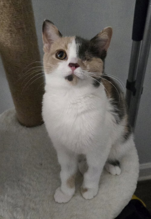 Grace, a cat for adoption from For The Love Of Cats Rescue And Adoption