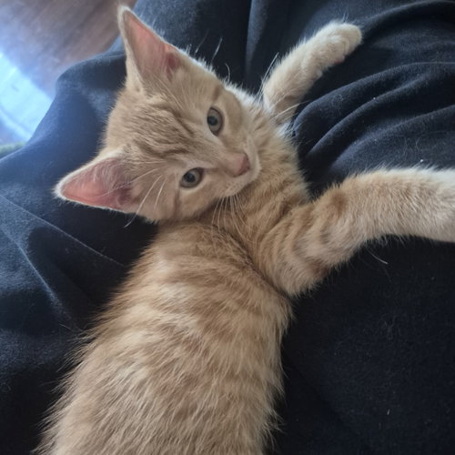 Argonite, an adoptable Domestic Short Hair in Walled Lake, MI