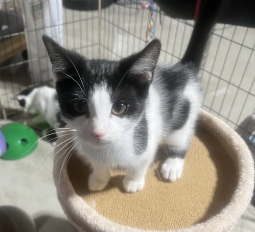 Posie, an adoptable Domestic Short Hair in Walled Lake, MI