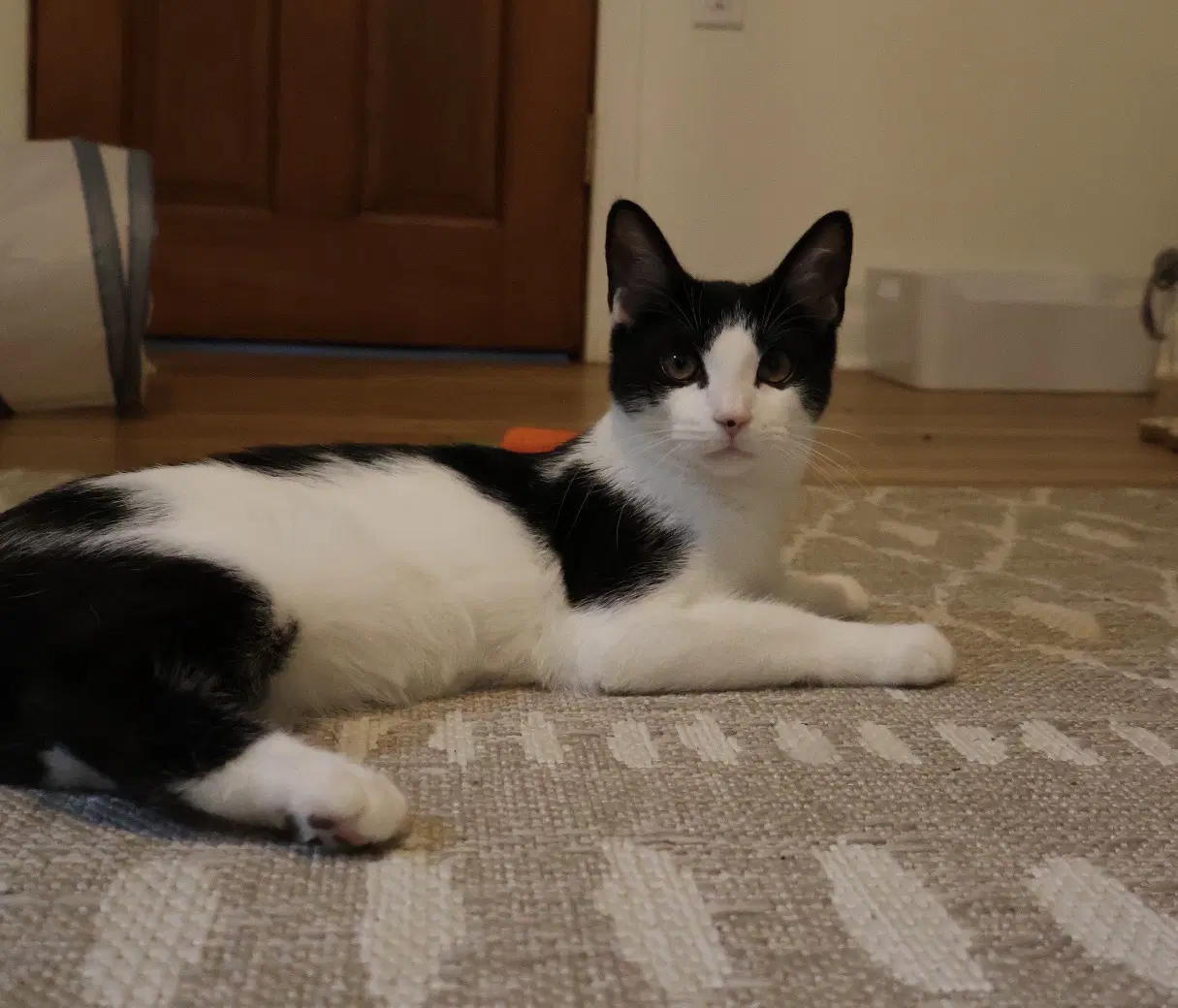 Posie - Domestic Short Hair