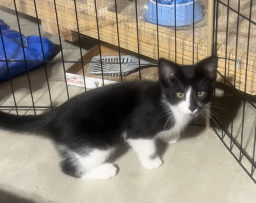 Rolo, an adoptable Domestic Short Hair in Walled Lake, MI