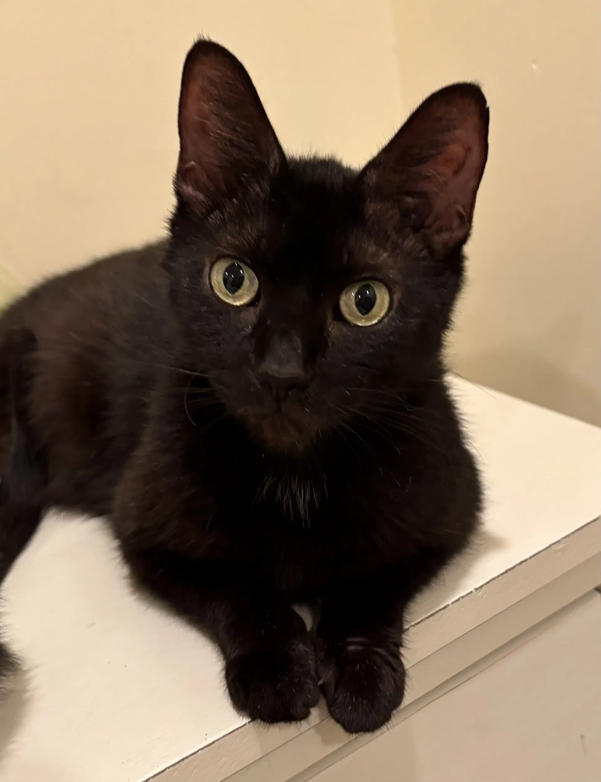Cookie Crisp - Domestic Short Hair