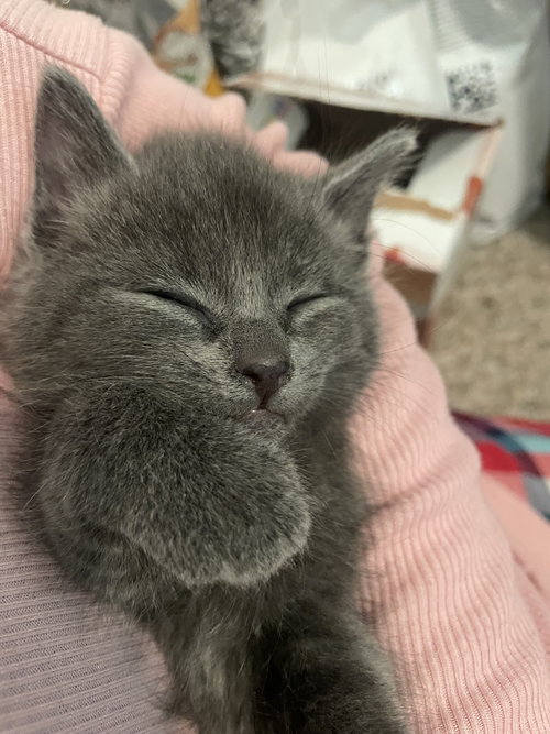 Dusty Rhodes (MUST BE ADOPTED WITH PEWTER SKYES), a cat for adoption from For The Love Of Cats Rescue And Adoption