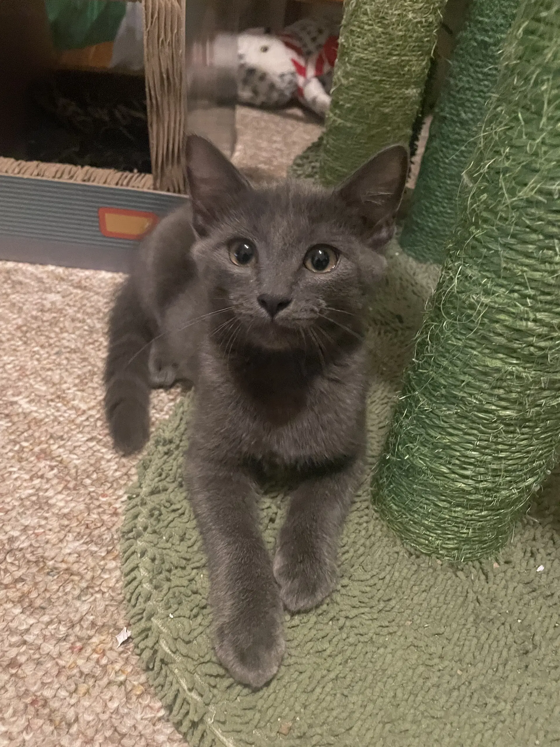 Pewter Skyes Must Be Adopted With Dusty Rhodes - Domestic Short Hair