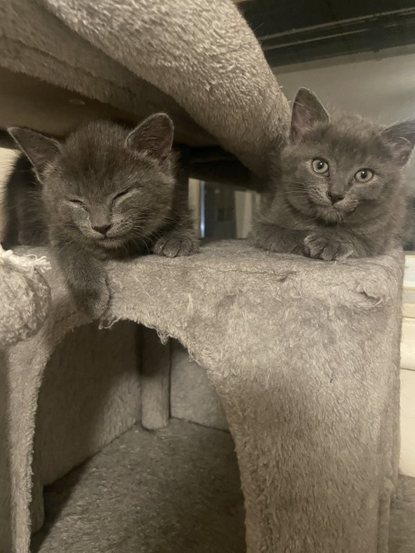 Pewter Skyes (MUST BE ADOPTED WITH DUSTY RHODES)