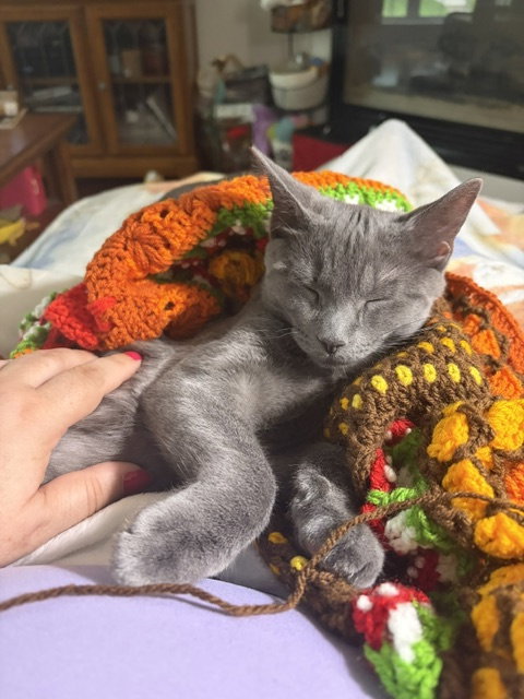Brimsley, a cat for adoption from For The Love Of Cats Rescue And Adoption