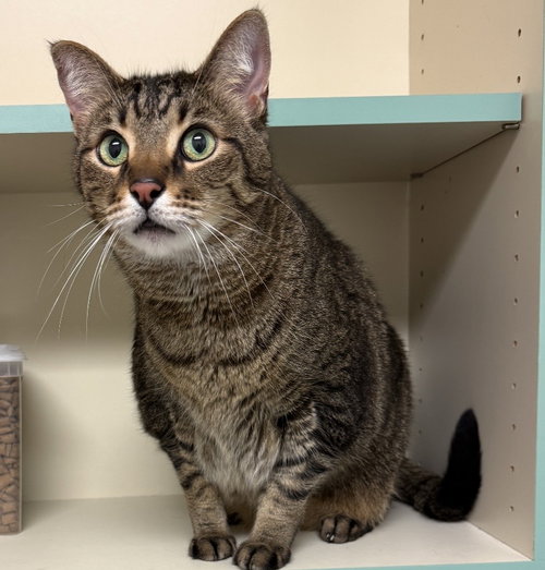 Razcal ( declawed), Adult Domestic Short Hair (short coat), cat for adoption in Royal Oak, Michigan