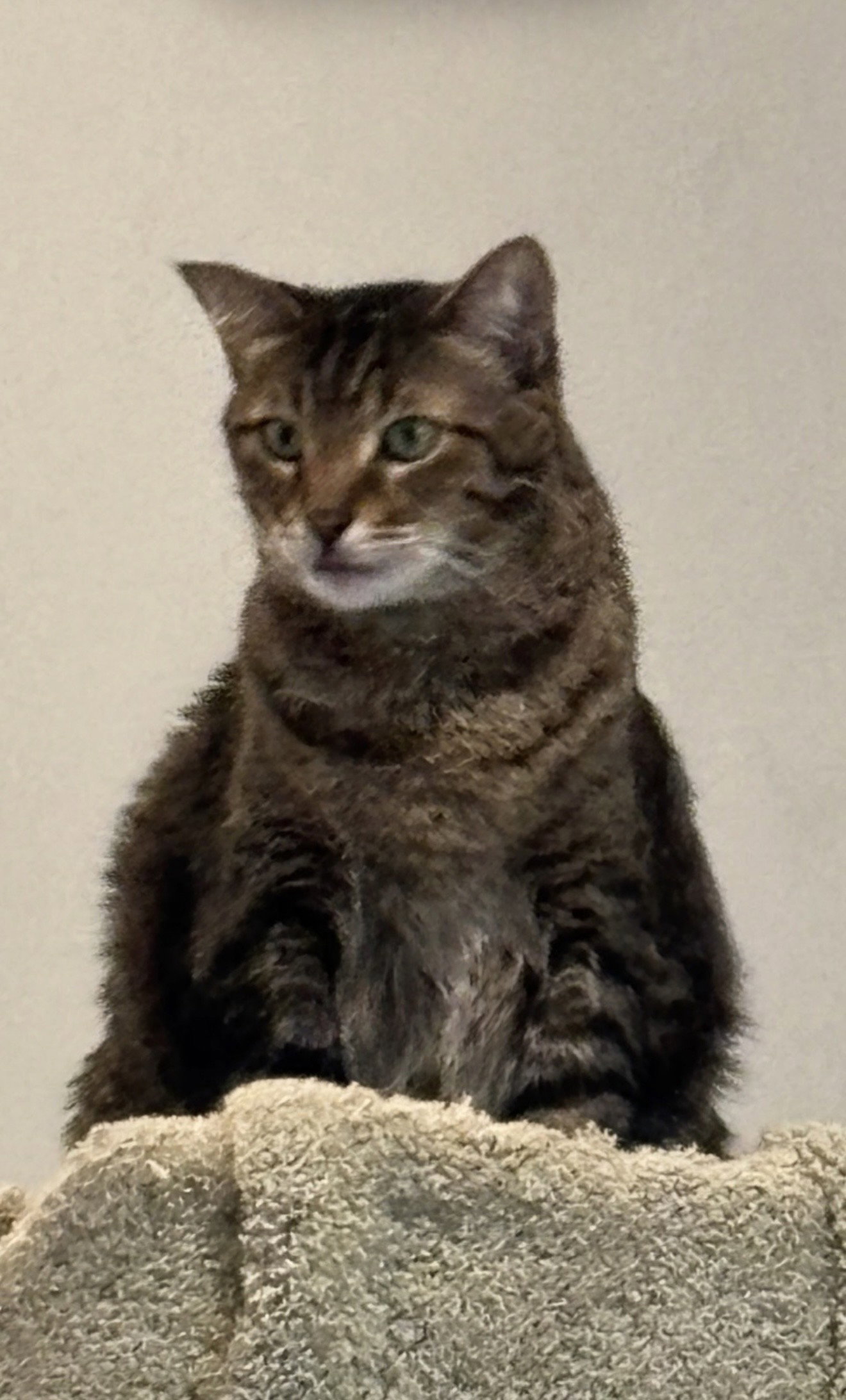 Razcal ( declawed)