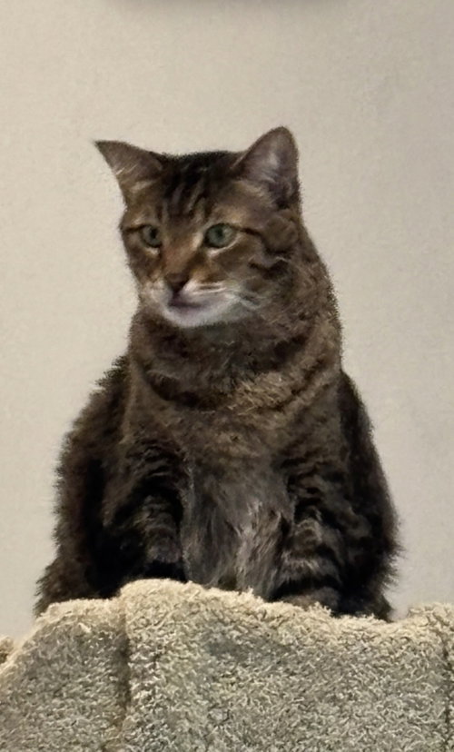 Razcal ( declawed), Adult Domestic Short Hair (short coat), cat for adoption in Dearborn Heights, Michigan