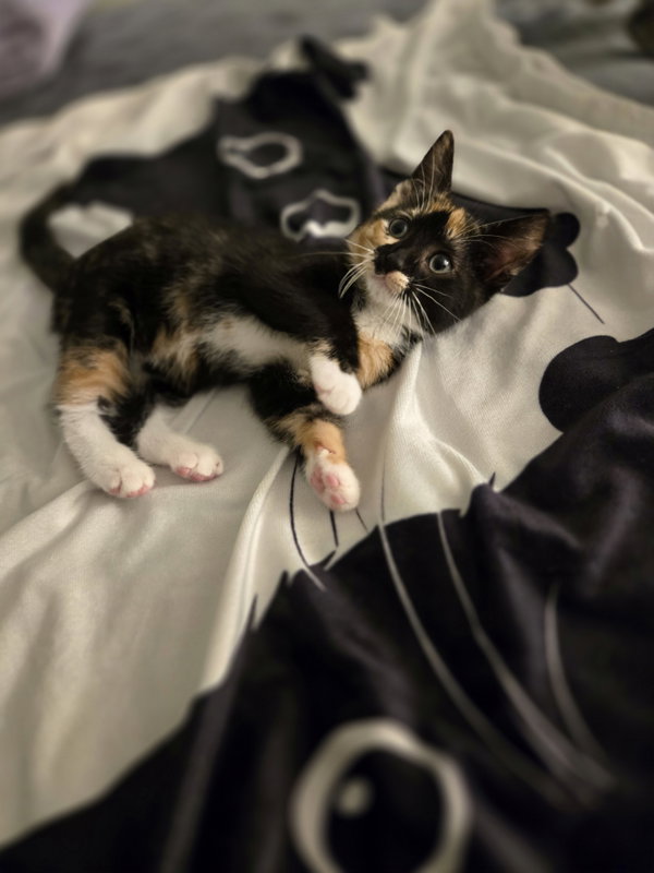 Jasmine(Must be adopted with Delila)