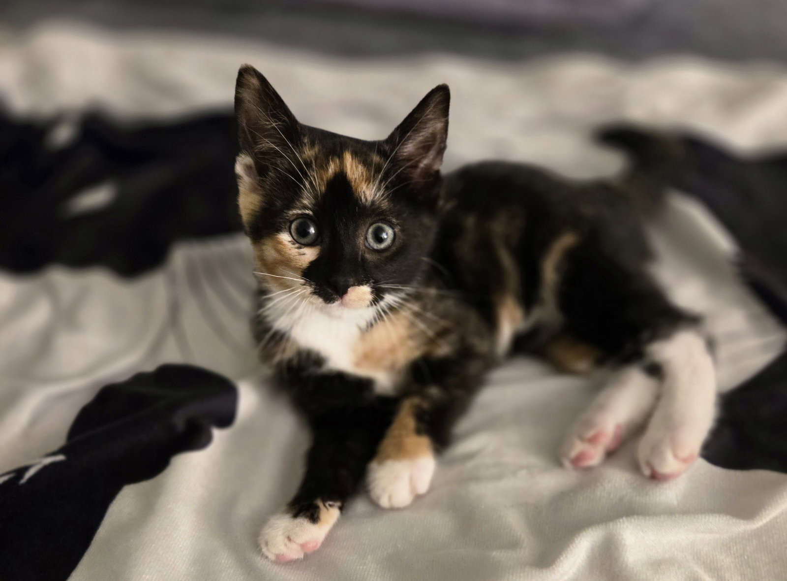 Jasmine(Must be adopted with Delila)