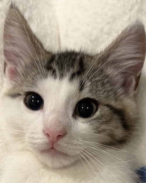 Lucy Lulu