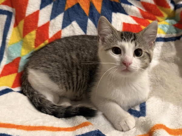 Lucy Lulu