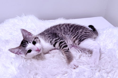 Lucy Lulu, Baby Tabby (short coat), cat for adoption in Warren, Michigan