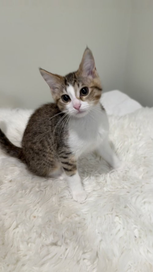 Aubree, Baby Tabby (short coat), cat for adoption in Warren, Michigan