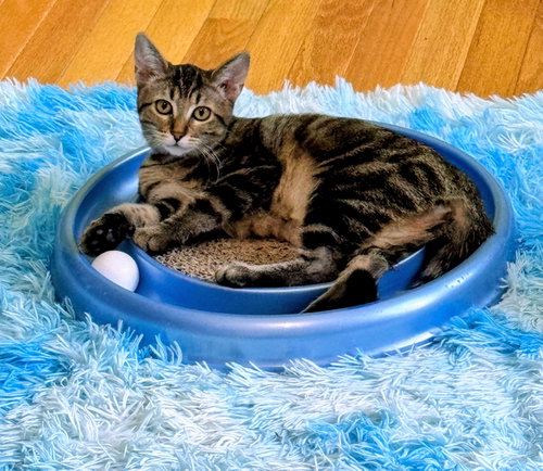 Photo 6 of Taser