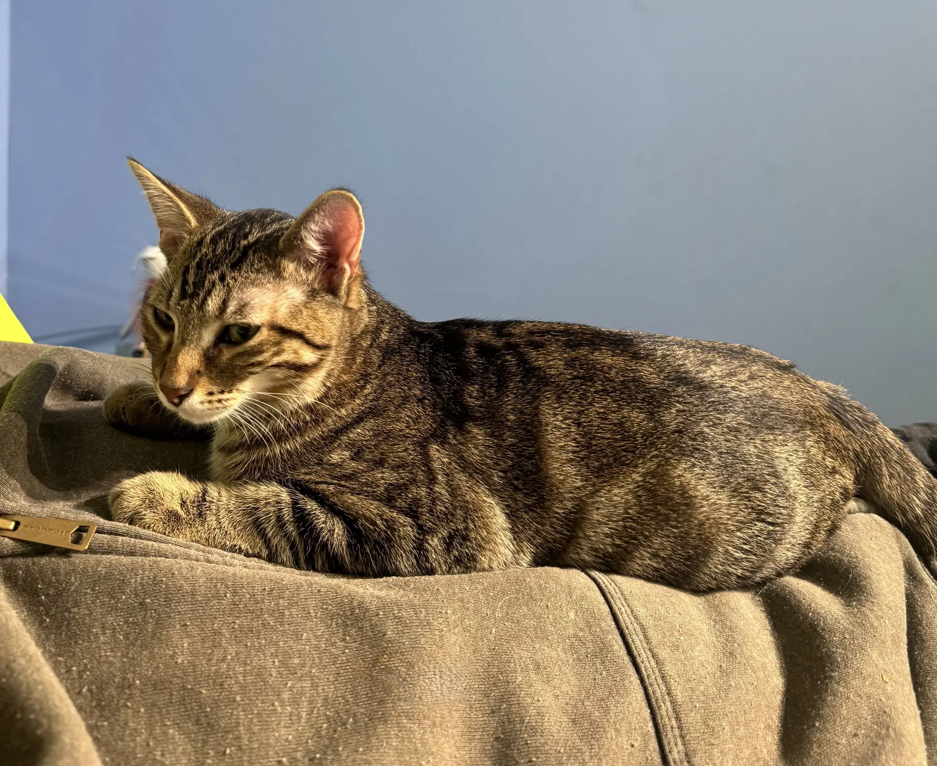 Taser - Domestic Short Hair
