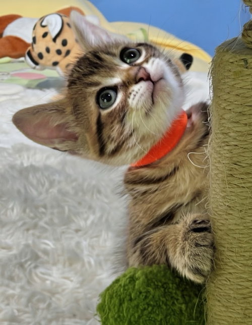 Brick photo 5