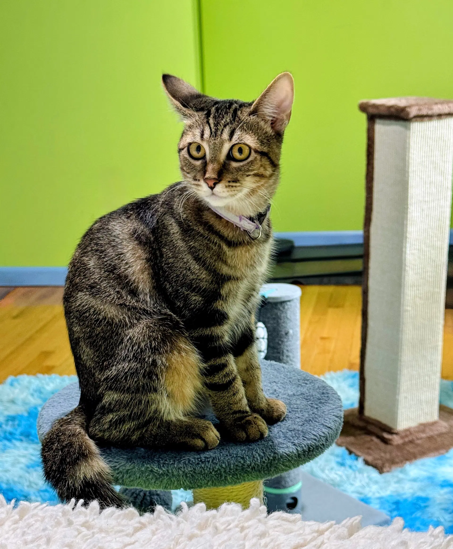 Rexy - Domestic Short Hair
