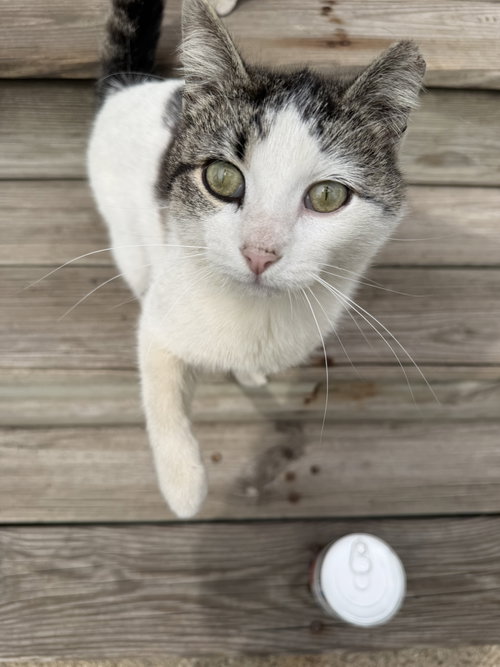 Levi, Adult Domestic Short Hair (short coat), cat for adoption in Royal Oak, Michigan