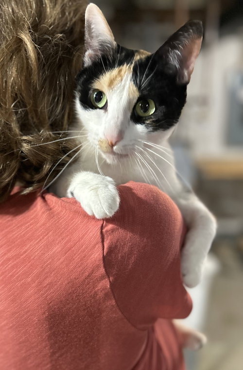 Lunabelle, a cat for adoption from For The Love Of Cats Rescue And Adoption