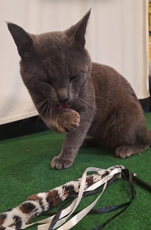 Goose Boulder, Adult Domestic Short Hair (short coat), cat for adoption in Royal Oak, Michigan
