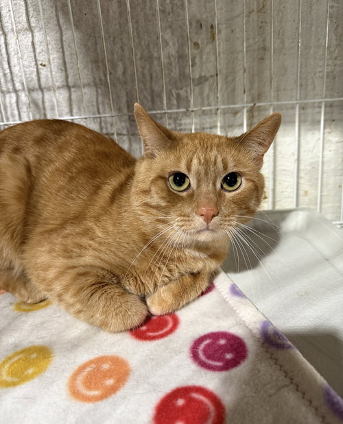 Moritz, an adoptable Domestic Short Hair in Walled Lake, MI