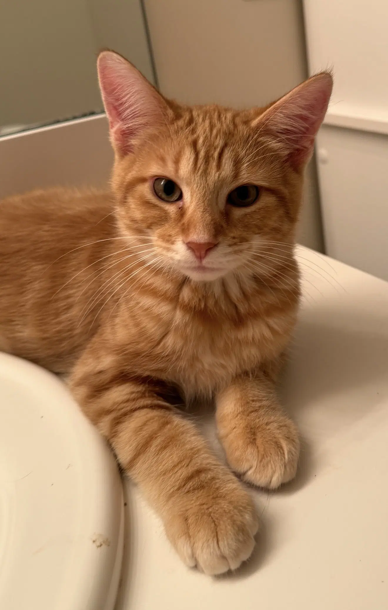 Thomas - Domestic Short Hair