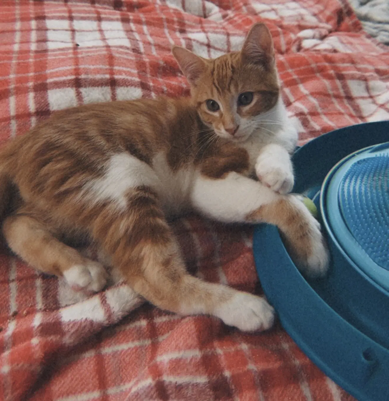 George - Domestic Short Hair