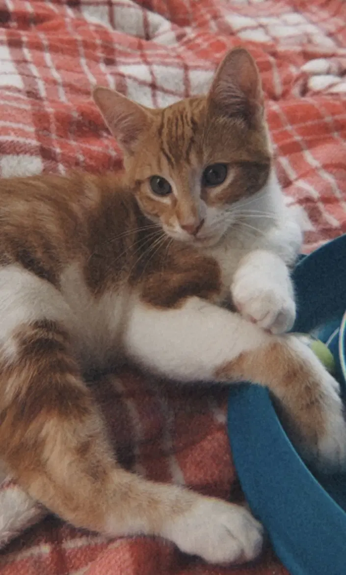 George image 2