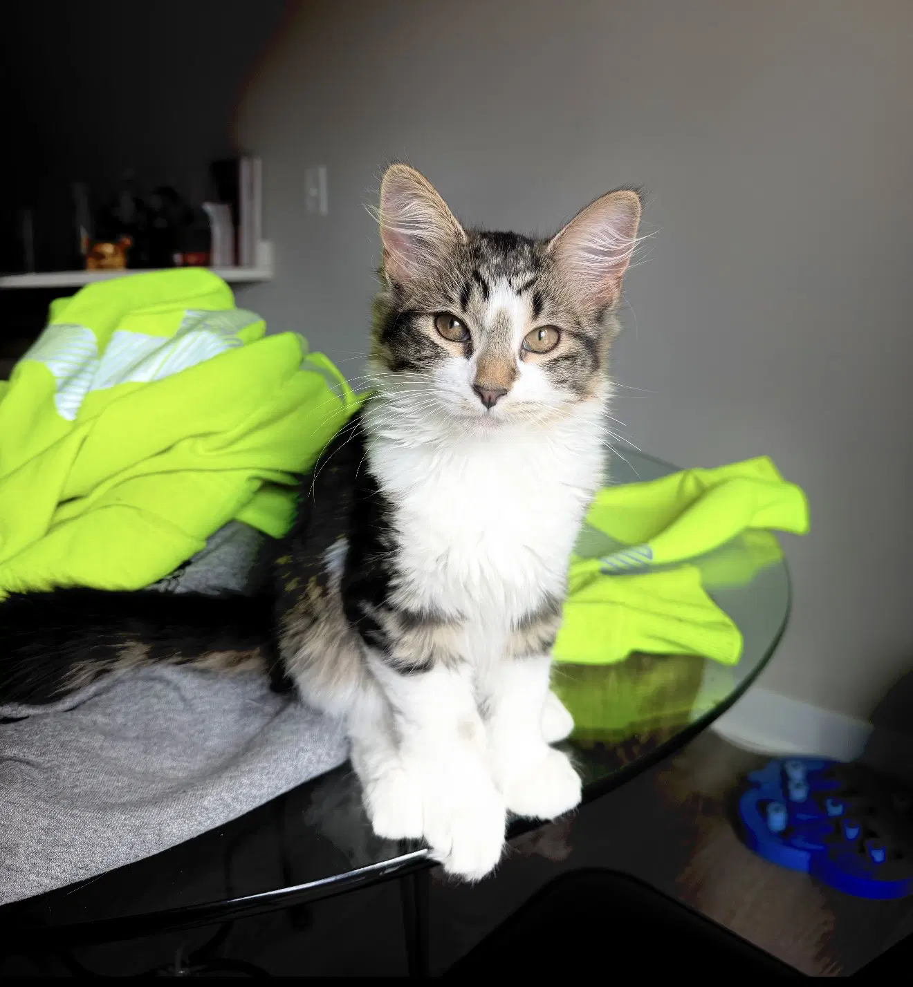 Marie - Domestic Short Hair