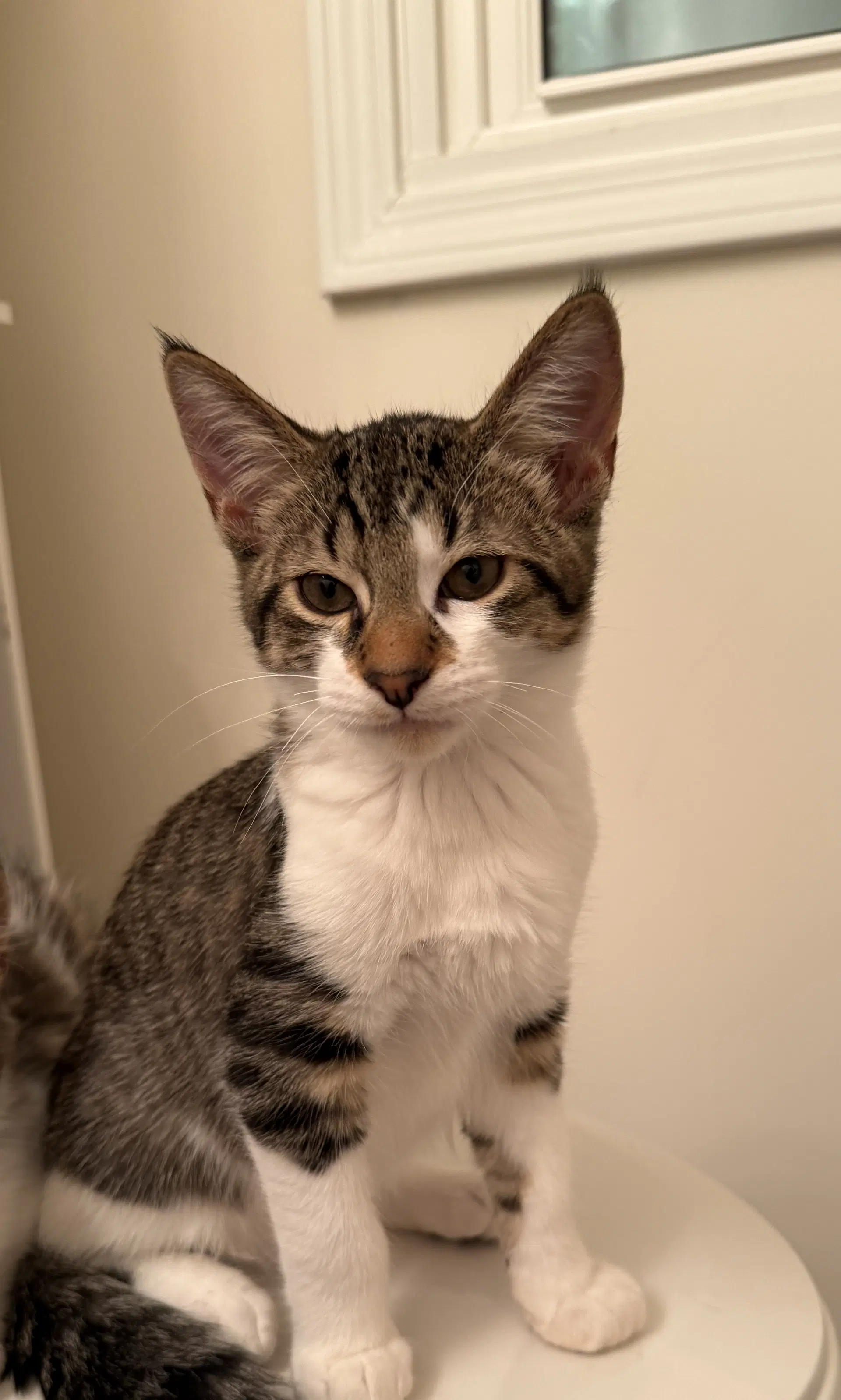 Edgarr - Domestic Short Hair