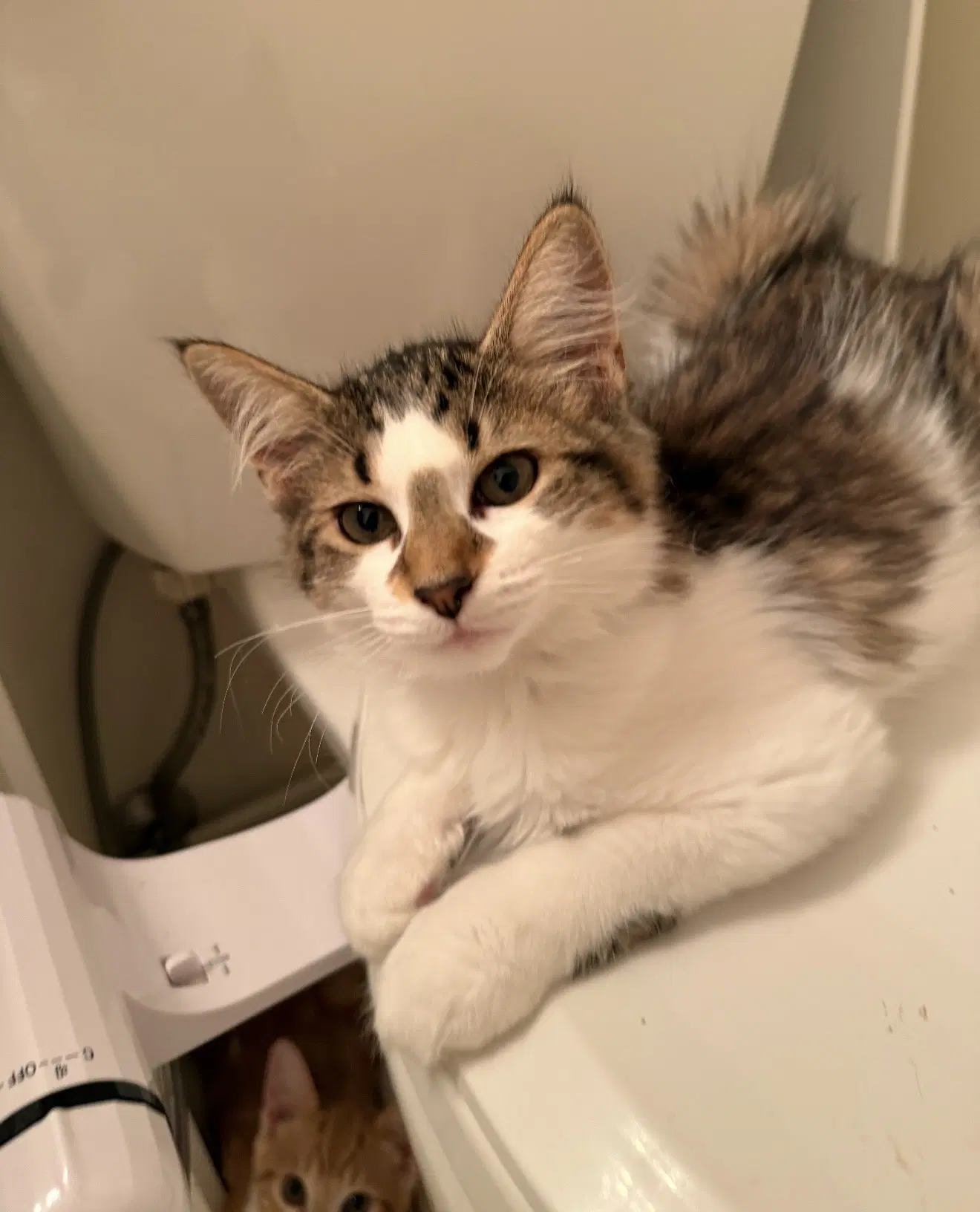 Abigayle - Domestic Short Hair