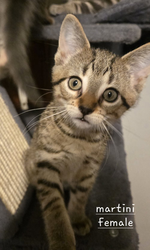 Martini, a cat for adoption from For The Love Of Cats Rescue And Adoption