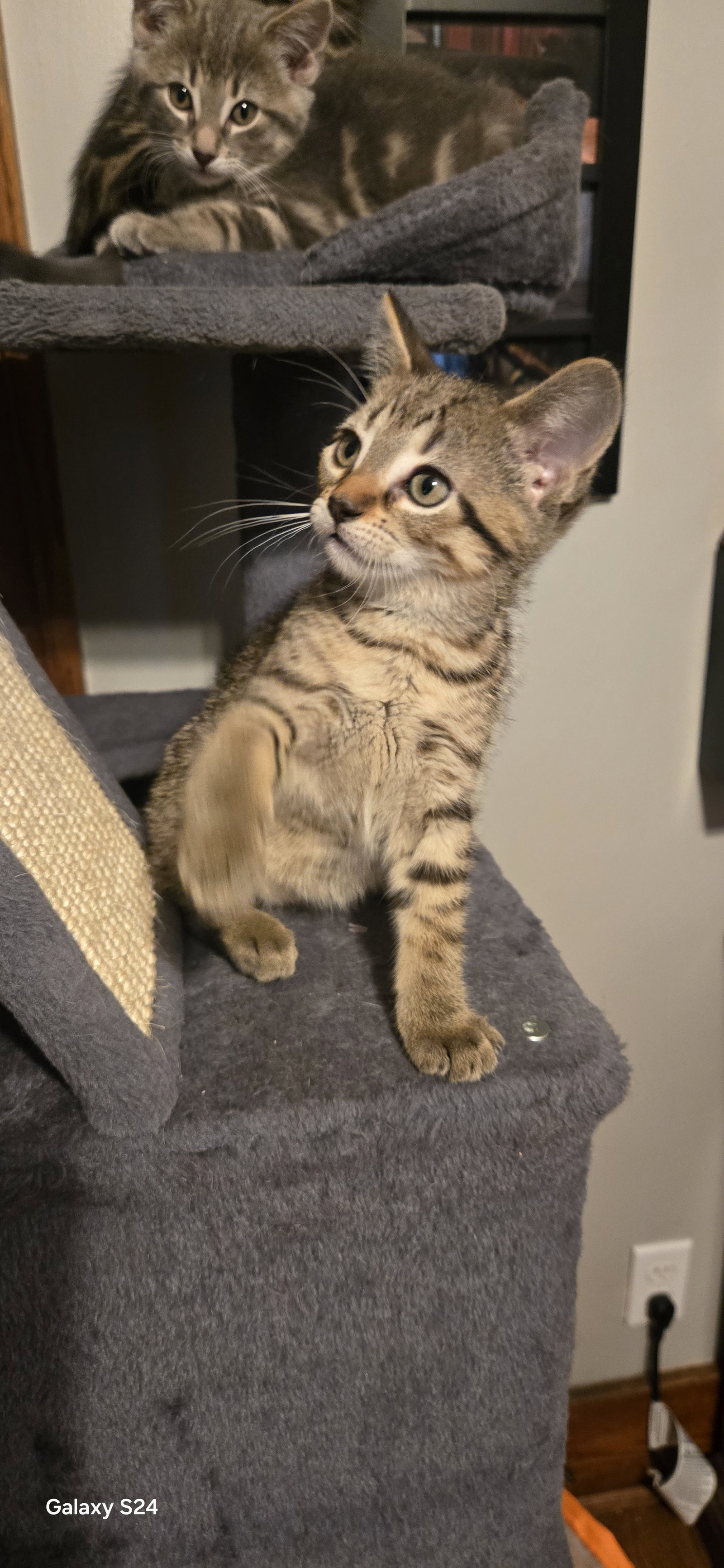 Martini, photo 2