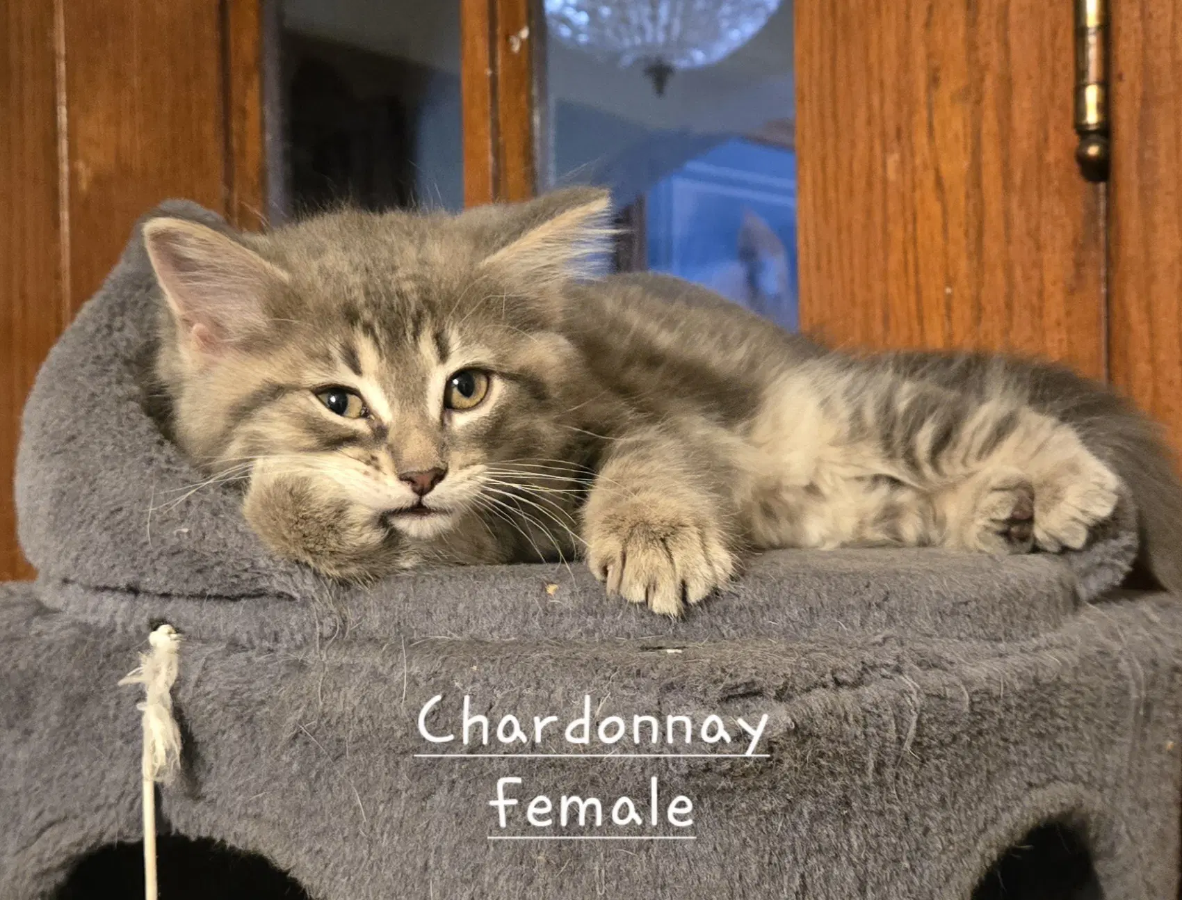 Chardonay - Domestic Short Hair