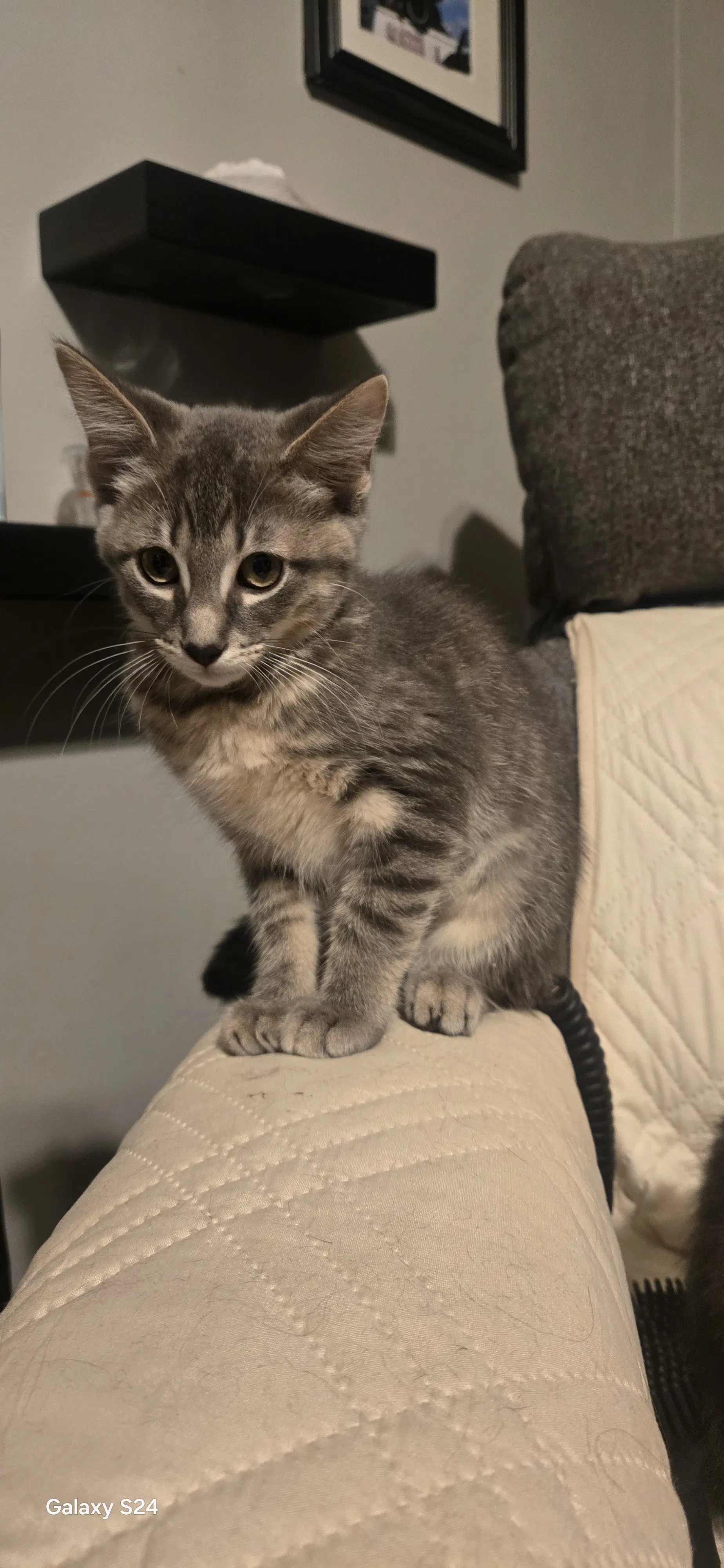 Pina Colada - Domestic Short Hair