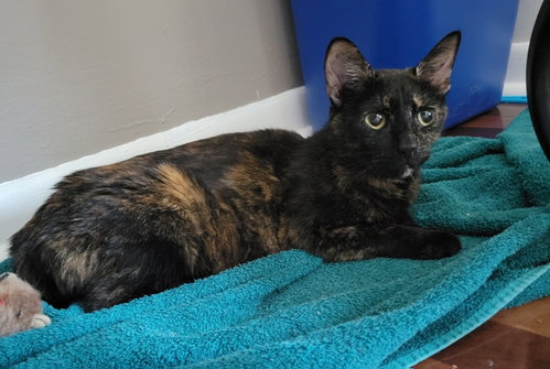 Kahu, a cat for adoption from For The Love Of Cats Rescue And Adoption