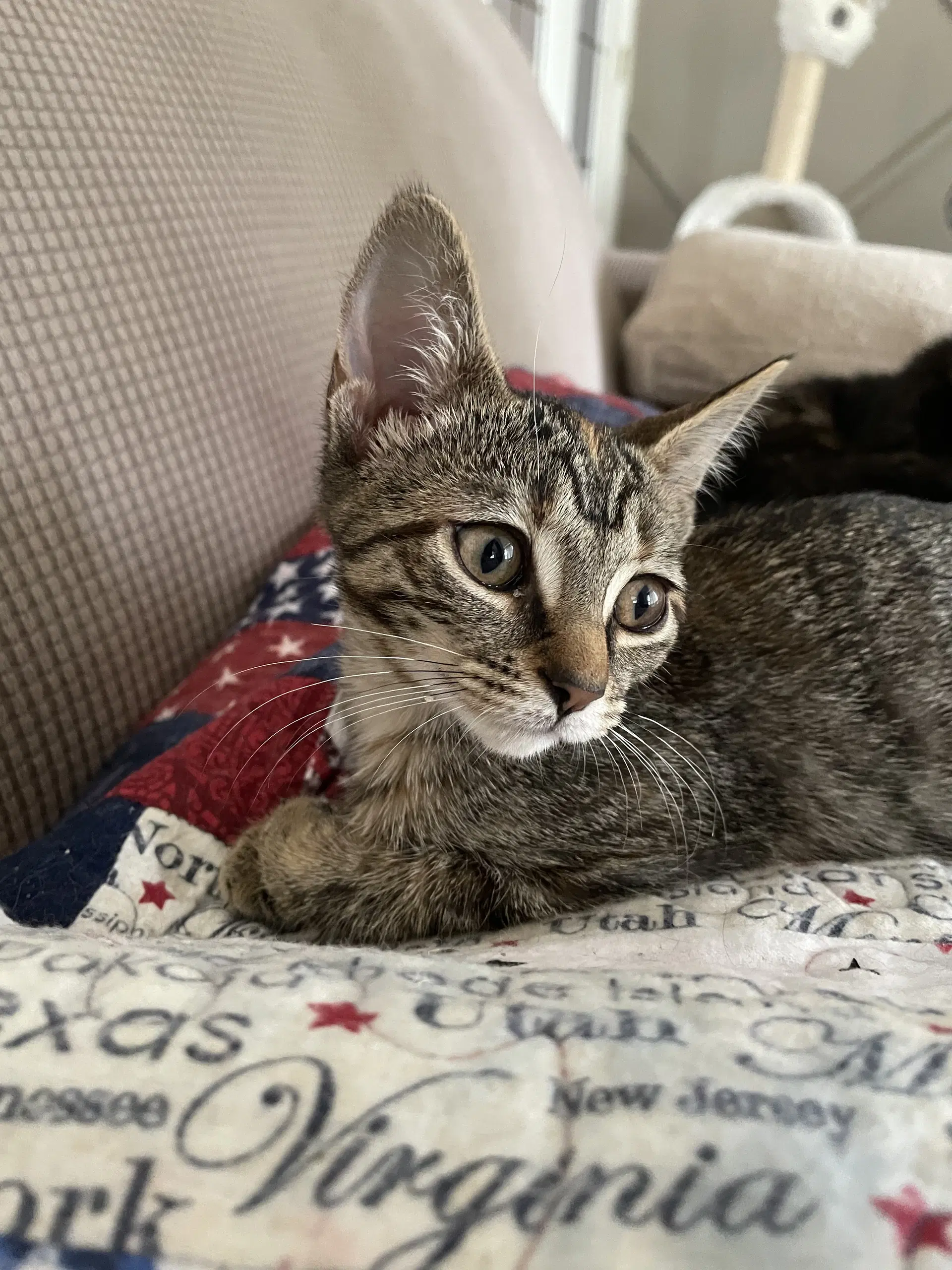 Ruru - Domestic Short Hair