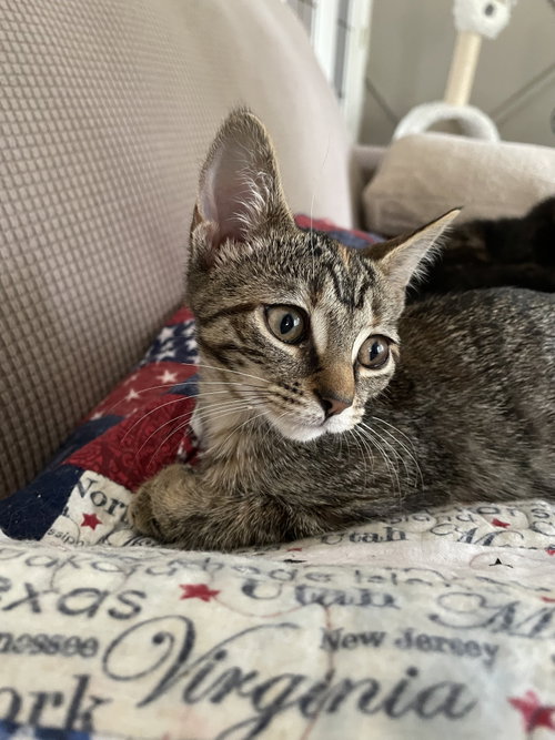 Ruru, a cat for adoption from For The Love Of Cats Rescue And Adoption