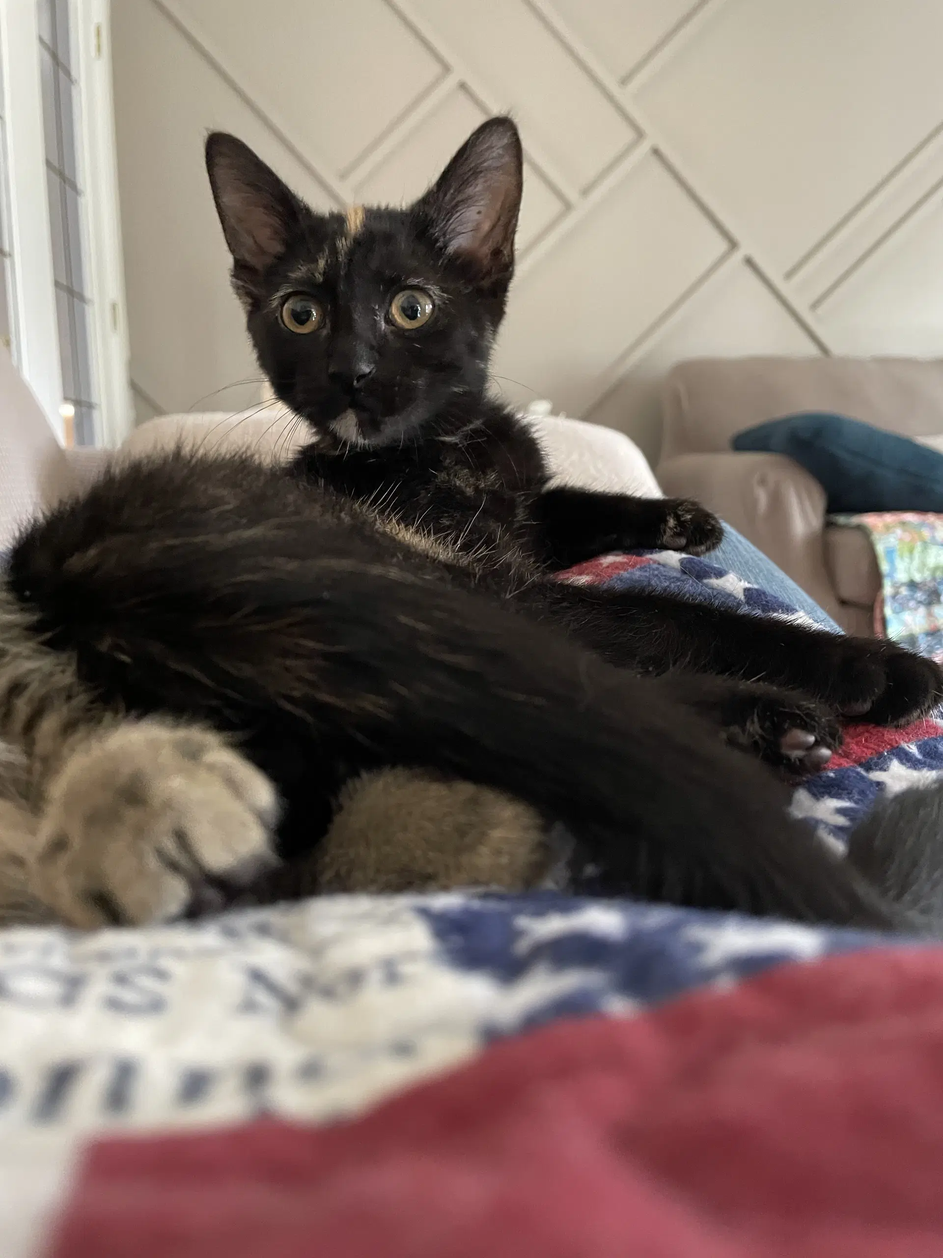 Huia - Domestic Short Hair