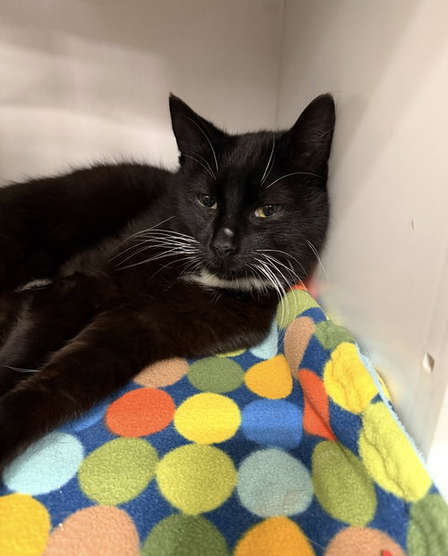 Nacho, Baby Domestic Short Hair (short coat), cat for adoption in Dearborn Heights, Michigan