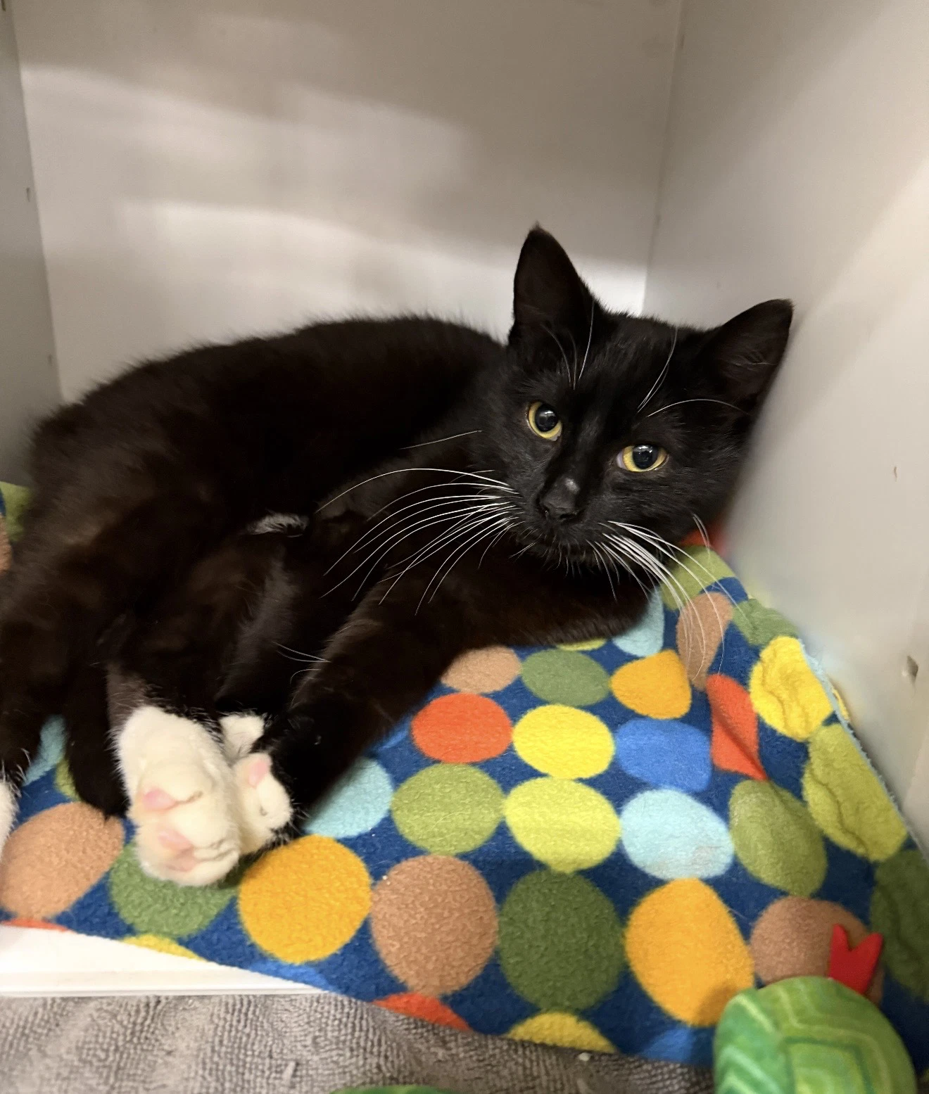 Nacho Must Be Adopted Wajax