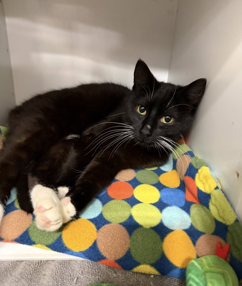 Nacho (must be adopted w/Ajax), a cat for adoption from For The Love Of Cats Rescue And Adoption