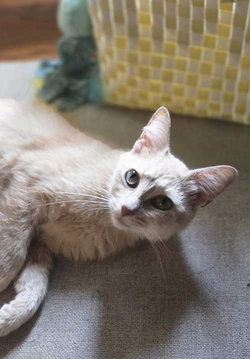 Jemma, Young Domestic Short Hair (short coat), cat for adoption in Pontiac, Michigan