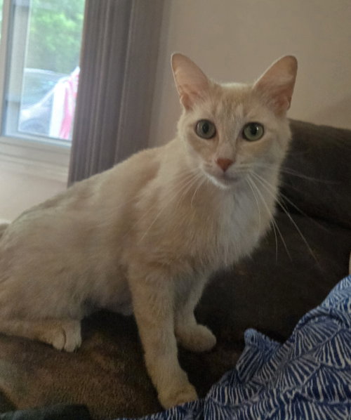 Jemma, Young Domestic Short Hair (short coat), cat for adoption in Flint, Michigan